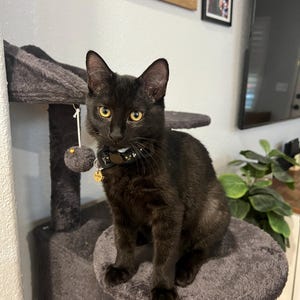 NYDIA a ajouté une photo de son achat