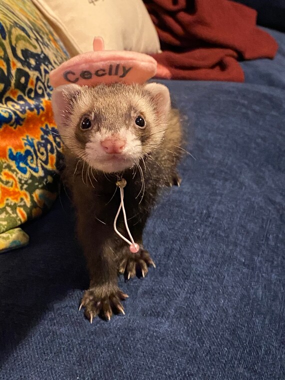 Customer photo of a pet with the Beret Personalized for small pet Raspberry