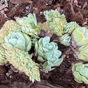 Stacy ha añadido una foto de su compra