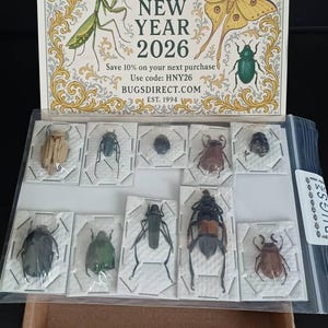 TWO (2) Greater Banded Hornets | Vespa tropica TROPICA | A1 Spread