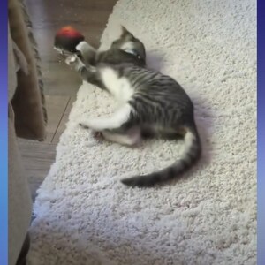 Pug added a photo of their purchase