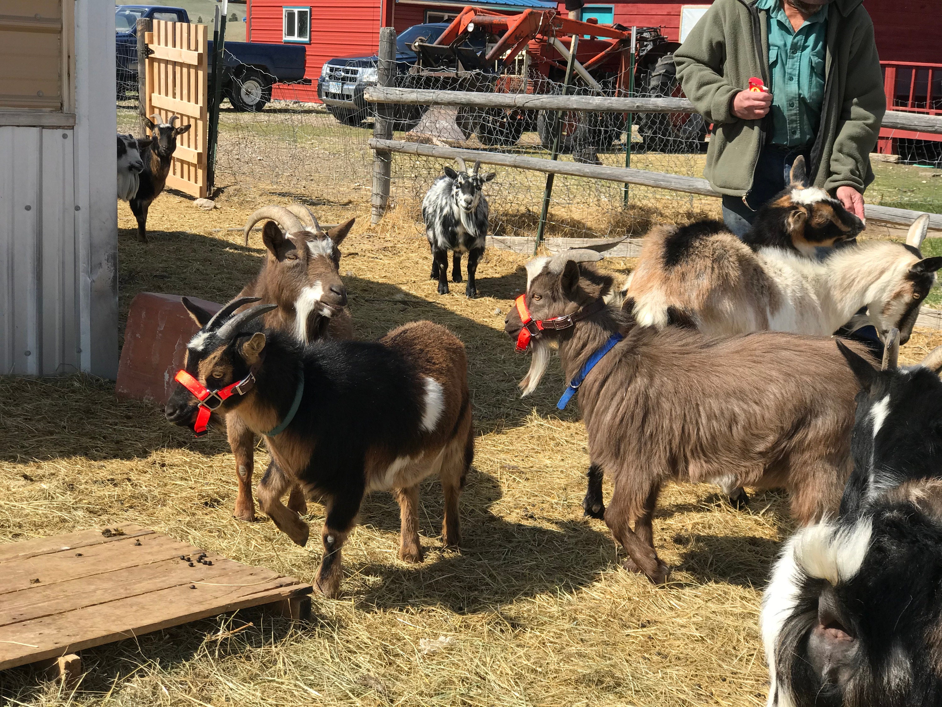adjustable goat halter w/ nylon chin strap and matching 8' lead