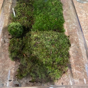 Live Moss Grab Bag Fresh Green Healthy for Terrariums - Etsy