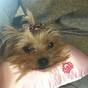 Dog Grooming Top Knot Grooming Pillows-Help keep pup steady | Etsy