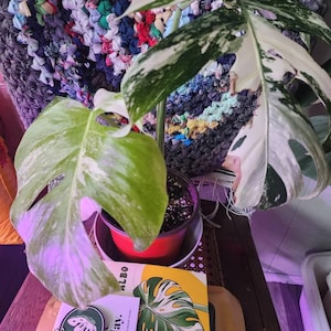 Sarah added a photo of their purchase