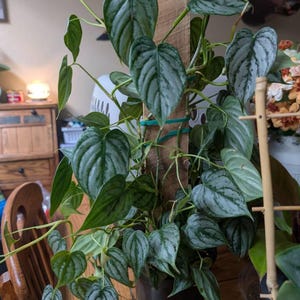 Sarah added a photo of their purchase