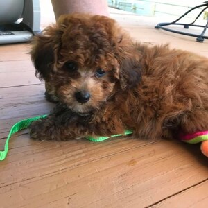 Patricia ha aggiunto una foto del proprio acquisto