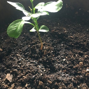 Inactive account added a photo of their purchase