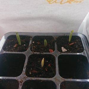 Clawdore ha añadido una foto de su compra