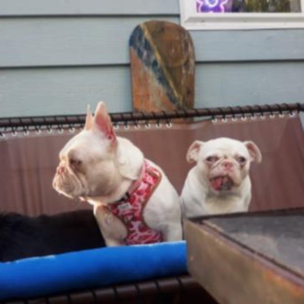 ITS DOG My Puppy Harness