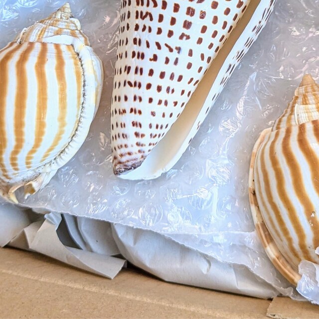 seachel⭐︎ CAPIZ SHELL LOGGERHEAD SEA TURTLE | PURPLE LEOPARD BOUTIQUE