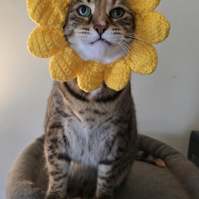 かぎ針編みの花柄猫帽子：デイジーまたはひまわりのペットコスチューム