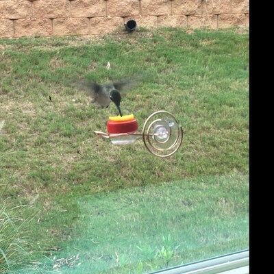 NEW Flower Single Hum-button™ With Lovely Window Spiral Holder Mini ...