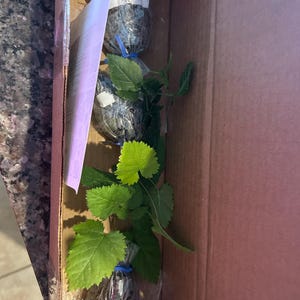 Stephanie added a photo of their purchase