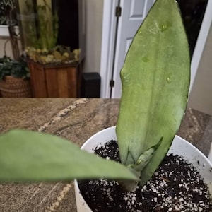 Pamela added a photo of their purchase