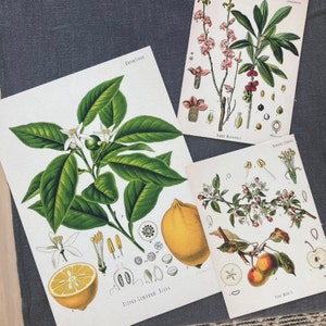 Anne-Sophie added a photo of their purchase