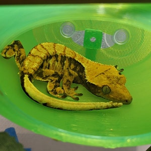 crested gecko leash