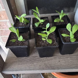 Beth added a photo of their purchase