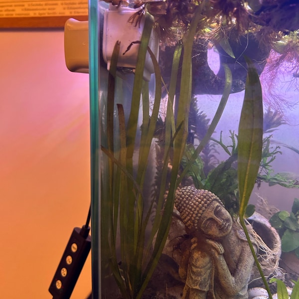 Photo inspiration: Curated Inexpensive Cichlid Aquarium Kits Gallery View 34