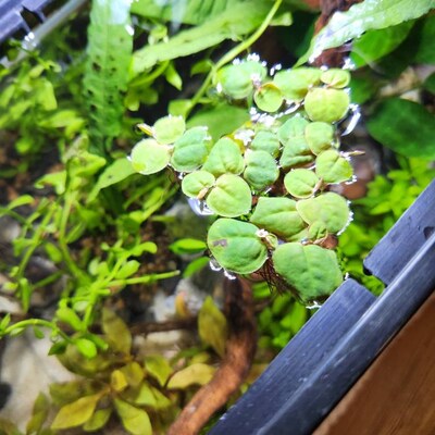 Red Root Floaters – Phyllanthus Fluitans Live Floating Plant