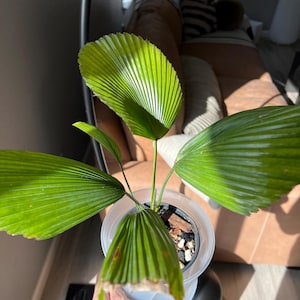Yang added a photo of their purchase