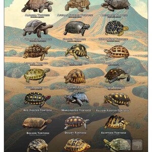 Tortoises of the World Art Print / Field Guide - SIGNED BY ARTIST