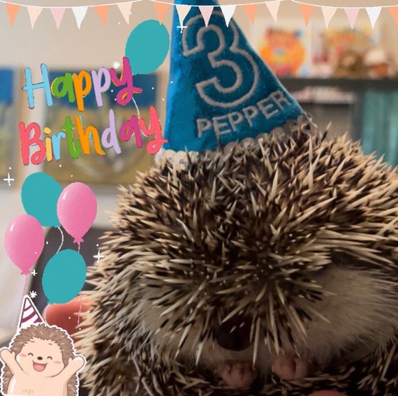 Customer photo of a pet with the First Birthday hat and matching tie or bow