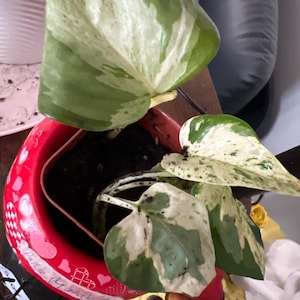 AsterinKarinFox added a photo of their purchase