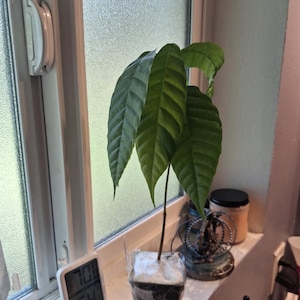 Alejandro added a photo of their purchase