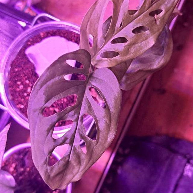 Monstera Friedrichsthalii Starter Plant **(ALL Plants Require You