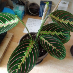 Maranta Leuconeura Fascinator Etsy Denmark
