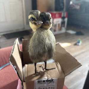 Annick さんが購入した商品の写真を追加しました