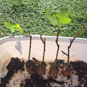 Yoshino Cherry Trees for Sale at Arbor