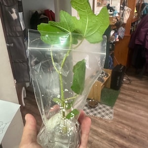 Megan added a photo of their purchase