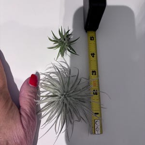 Elle added a photo of their purchase