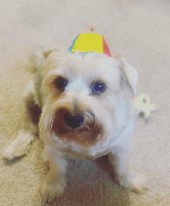 Customer photo of a pet with the Beanie Hat / Propeller Helicopter hat for Cat