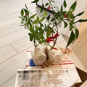 Sing added a photo of their purchase