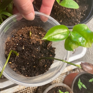 Produktbild von 100 Stück Graviola Baum Samen (Soursop) – Winterharte Obstsamen Für Balkon, Garten & Hochbeet – Exotische Frucht Mit Duftenden Blüten – Auch Als Bonsai Geeignet