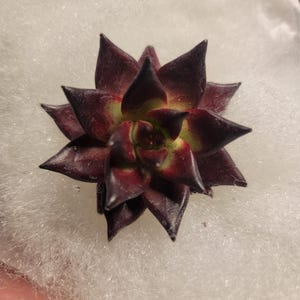 Vae added a photo of their purchase