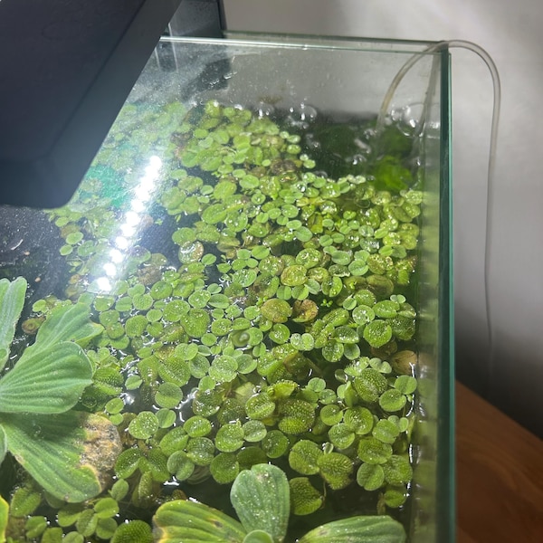 A Guide To Floating Aquarium Plants: Benefits And Care