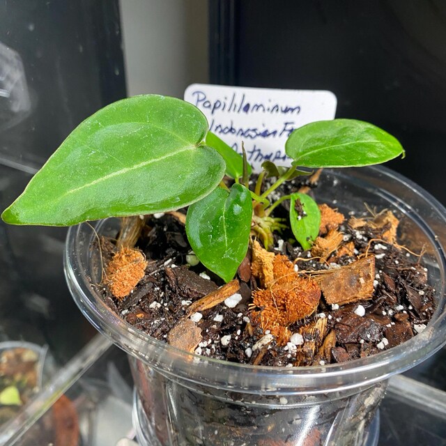 Anthurium Papililaminum (indonesian Form) Starter Plant (ALL STARTER PLANTS  Require You to Purchase 2 Plants!) - Etsy