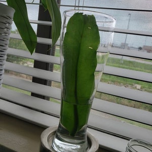 Veronica Avalos added a photo of their purchase