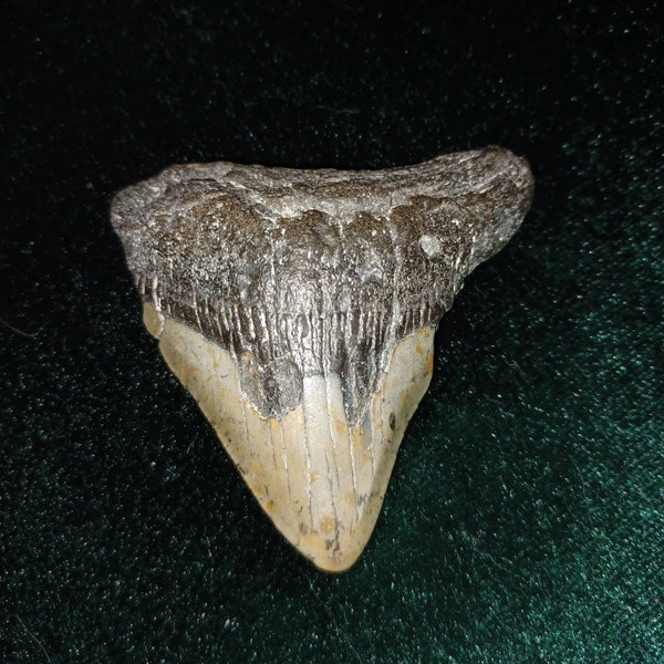 Lot of 3 Fossil Great White Shark Teeth. Prehistoric Tooth - Etsy