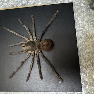 Etsy-koper heeft een foto van de aankoop toegevoegd