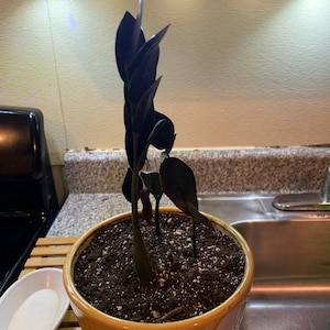 Janet added a photo of their purchase