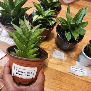 Akerria added a photo of their purchase