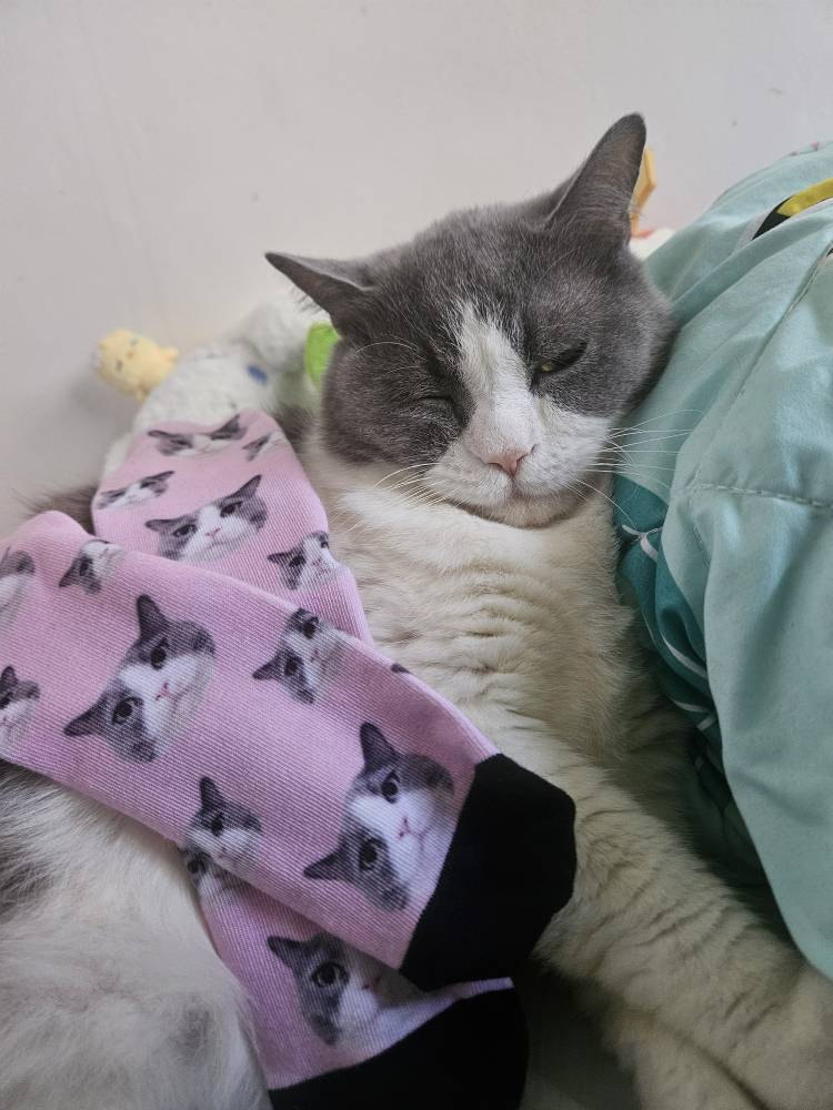 Custom Cat Face Socks, Personalized Socks with Cat Photo, Custom Cat Photo Socks, Bridesmaid Groomsmen Socks, Funny Socks for Mom Dad