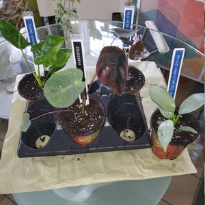 Joel ha añadido una foto de su compra