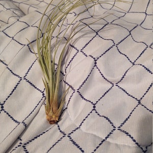 Air Plant Xeric Variety Mix of 10 Airplant Tillandsia | Etsy