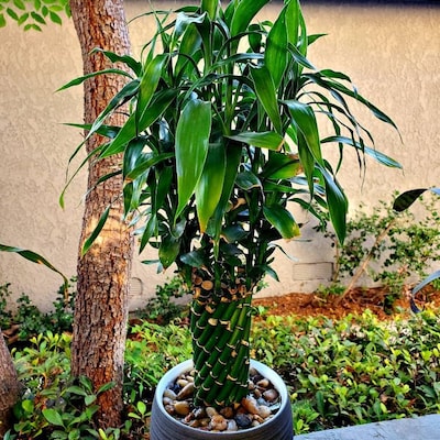 Asian Inspired Shibari Harness Robe Jacket Backless Kimono Chinese ...